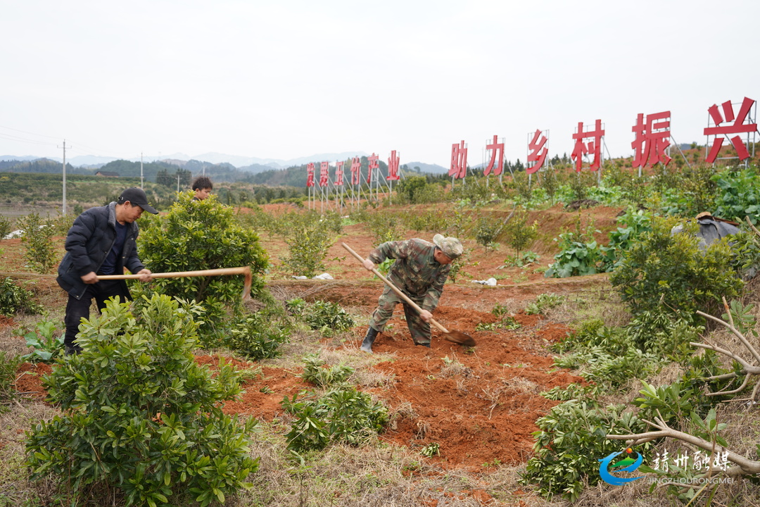 怀化靖州玉竹基地种植忙乡村振兴势头强