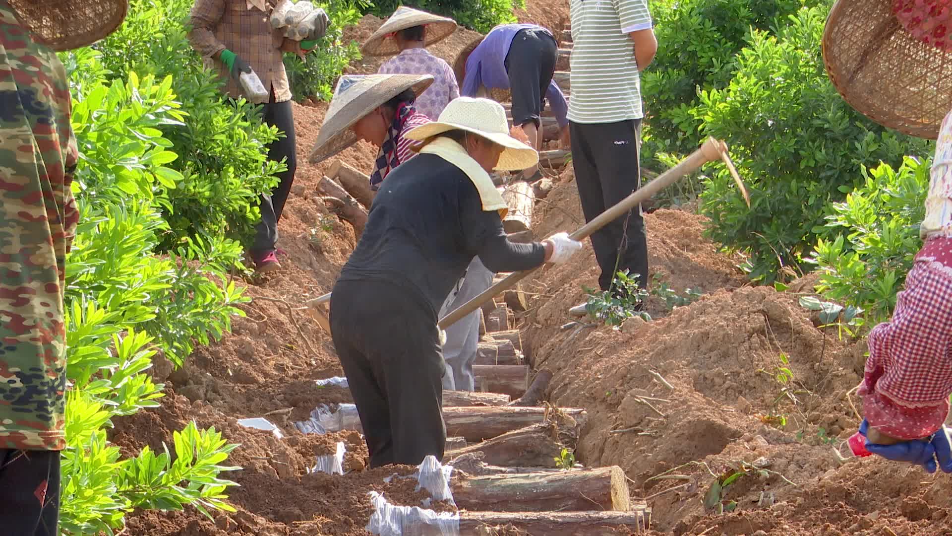 短视频 | 怀化靖州：“土疙瘩”成为靖州经济发展“金名片”