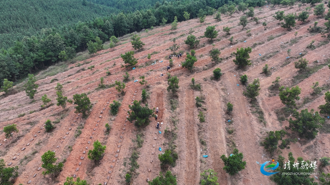 靖州：萬畝茯苓種植基地首期火熱建設(shè)中