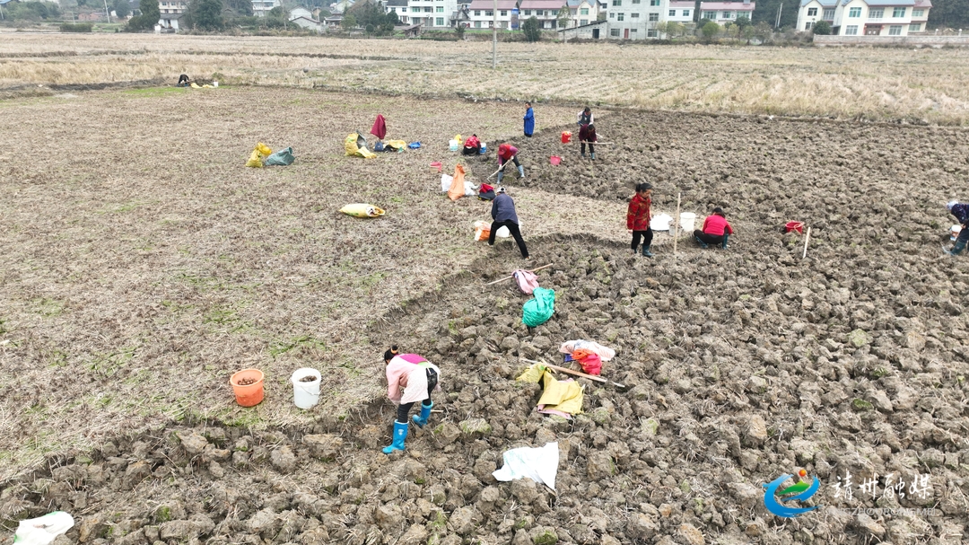 【打造新时代农业产业化“靖州现象”】靖州新厂镇：“小荸荠”绘就富民“大产业”