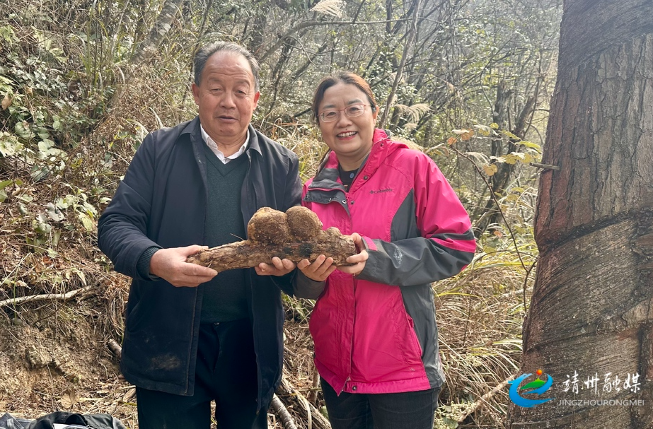 靖州在国家权威机构见证下成功采挖到野生鲜茯苓