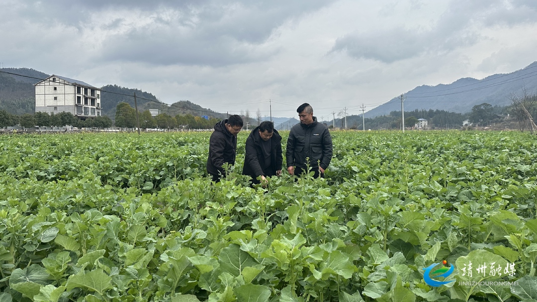 【打造新时代农业产业化“靖州现象”】靖州：订单服务田间管理 确保油菜稳产增收