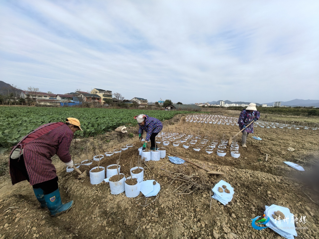 【新春走基层】靖州：抢抓农时育苗忙