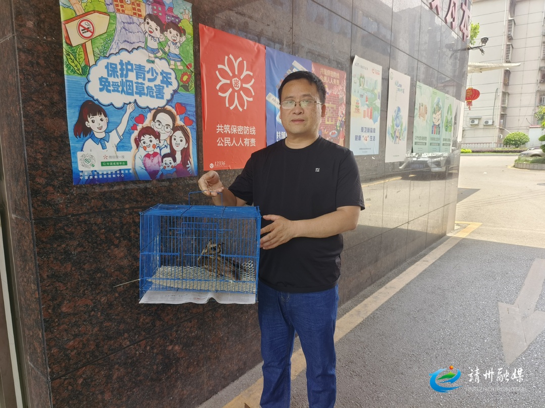 靖州林业局：成功救助并放飞国家二级保护动物领角鸮