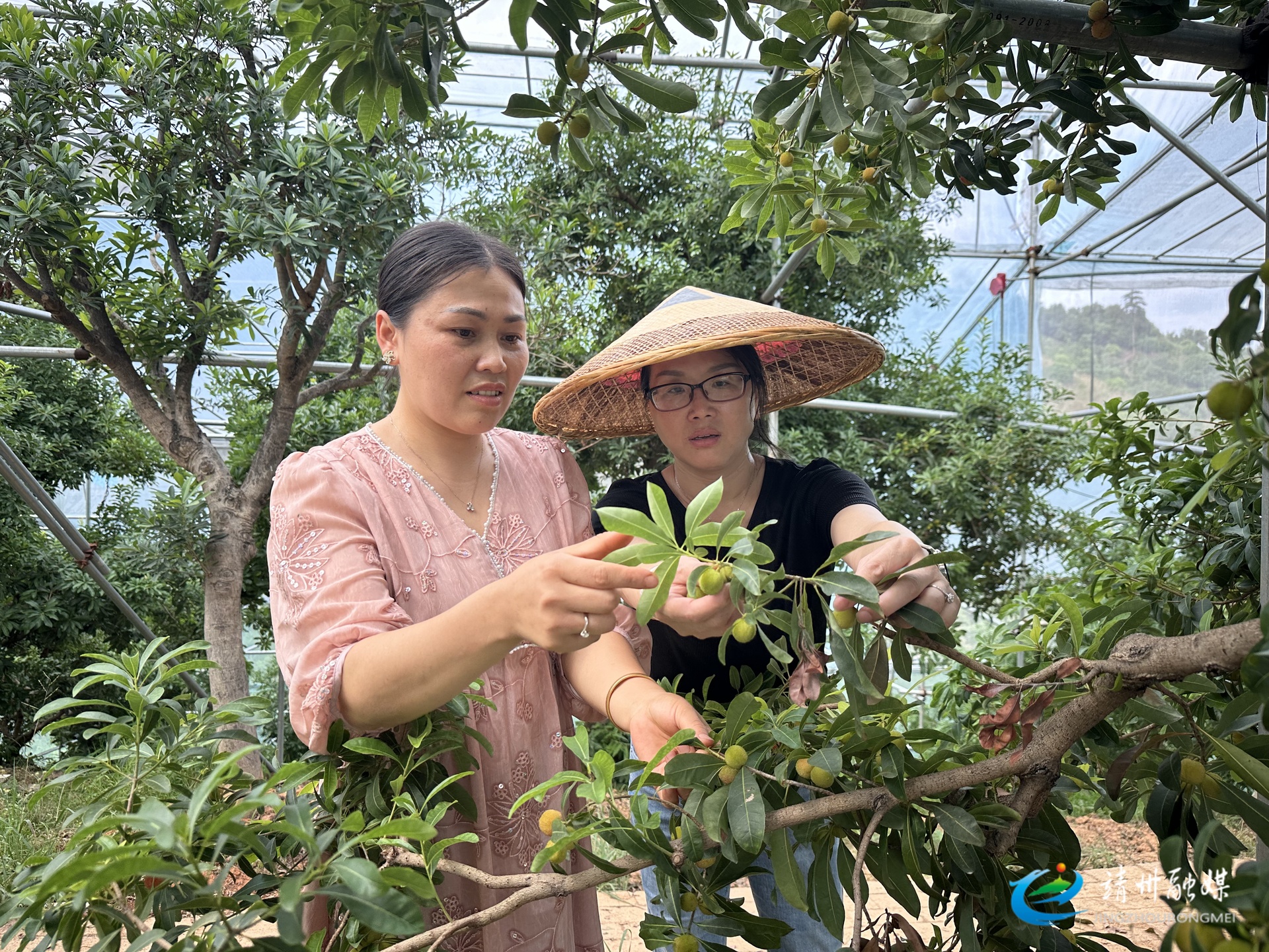 【第十三届靖州杨梅节】靖州杨梅抢“鲜”上市 开启甜蜜之夏