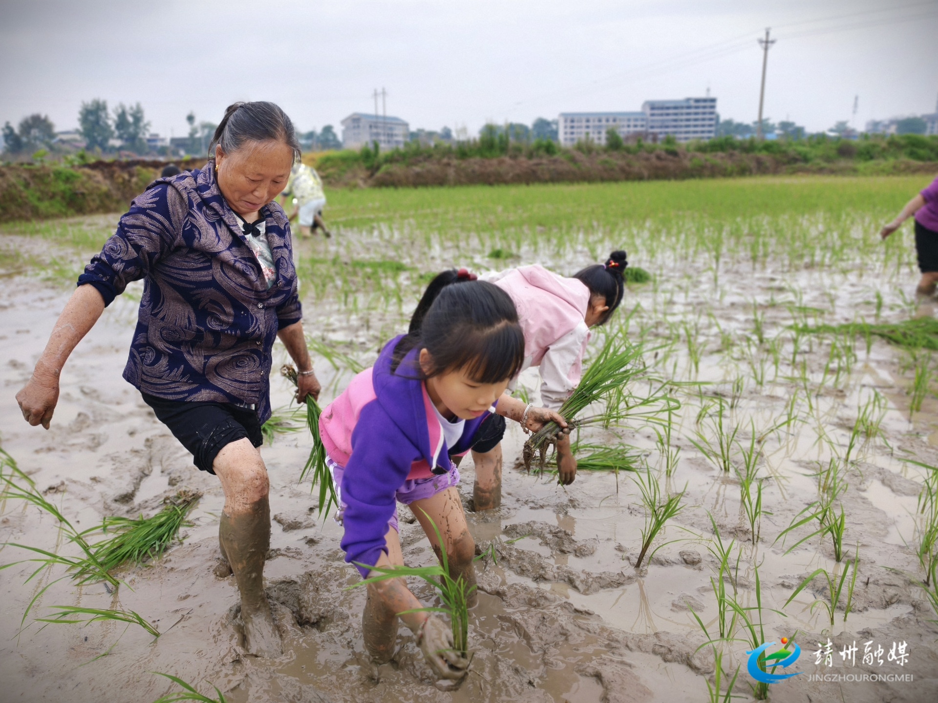 靖州江东小学：从课桌到田埂——劳动教育赋能生命成长