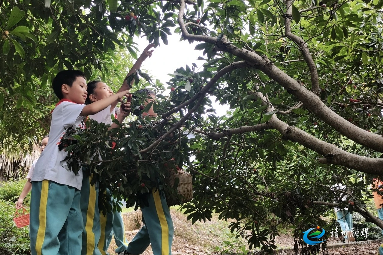 横江桥小学：开展“芒种至 杨梅红 共赴‘梅’好时光”活动