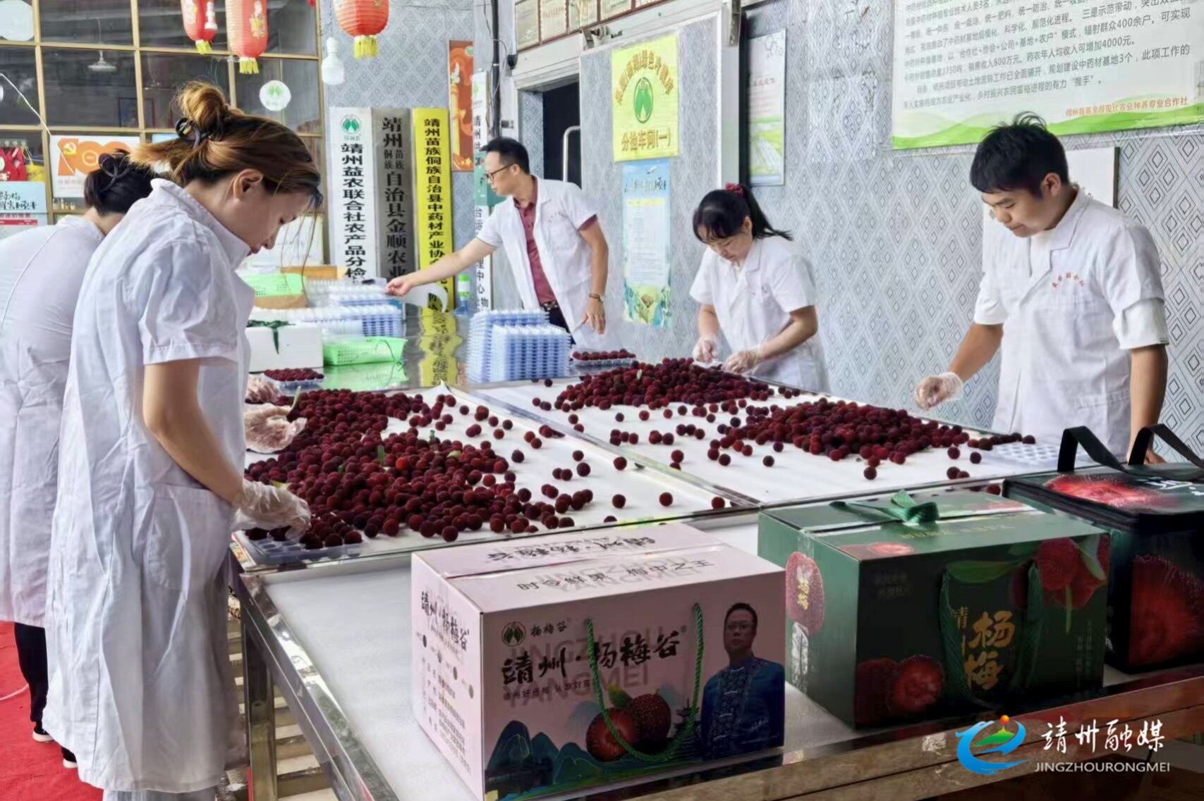 【第十三届靖州杨梅节】靖州：杨梅销售忙 梅香四溢富民