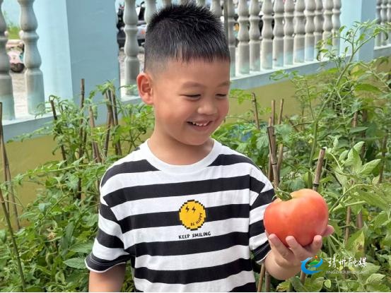 县二幼：萌娃种植初体验  番茄丰收乐满园