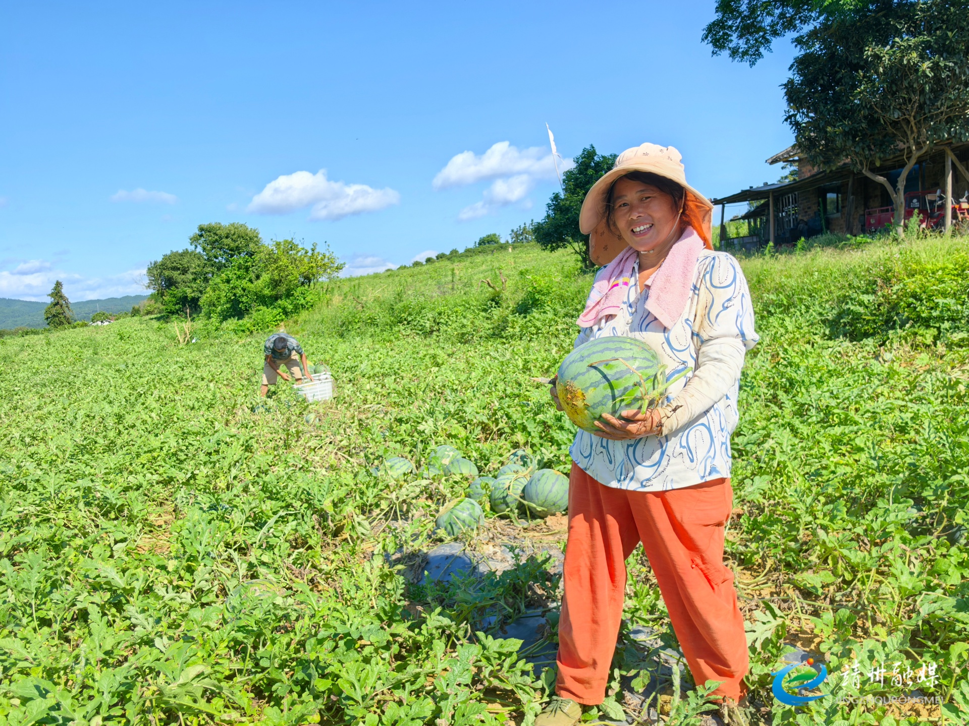 靖州燈塔村千畝瓜田迎來豐收季 “甜蜜” 產(chǎn)業(yè)憑實(shí)力“圈粉”八方商戶
