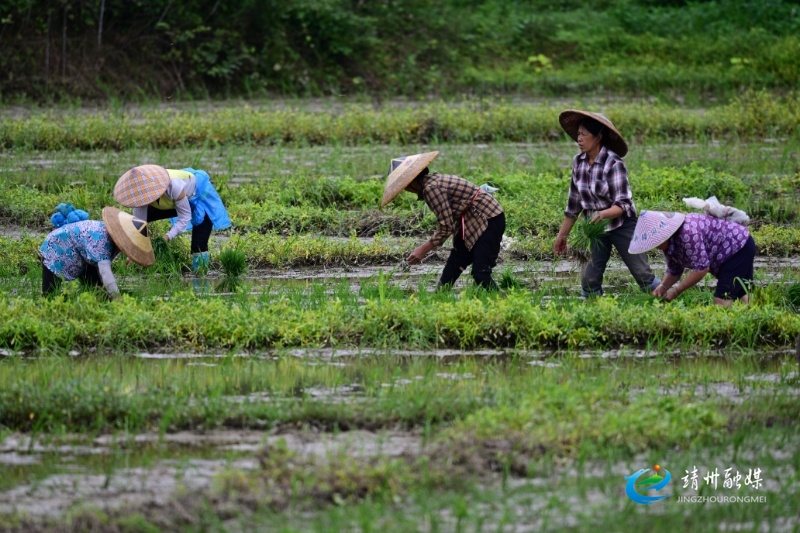 靖州：盤活土地 助農(nóng)家門口增收