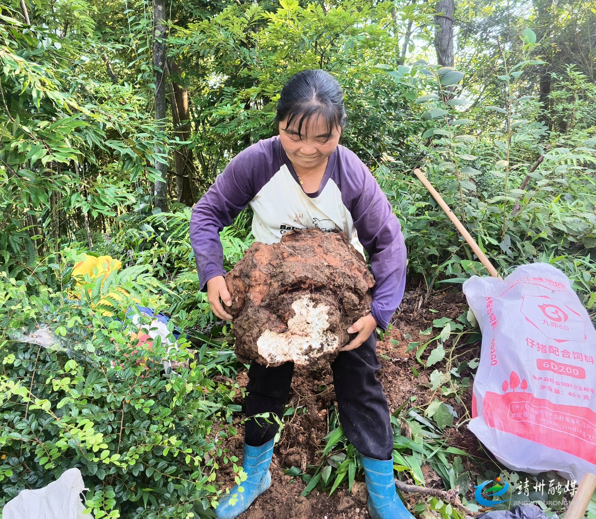 三鍬鄉(xiāng)：林下掘出幸“茯”路