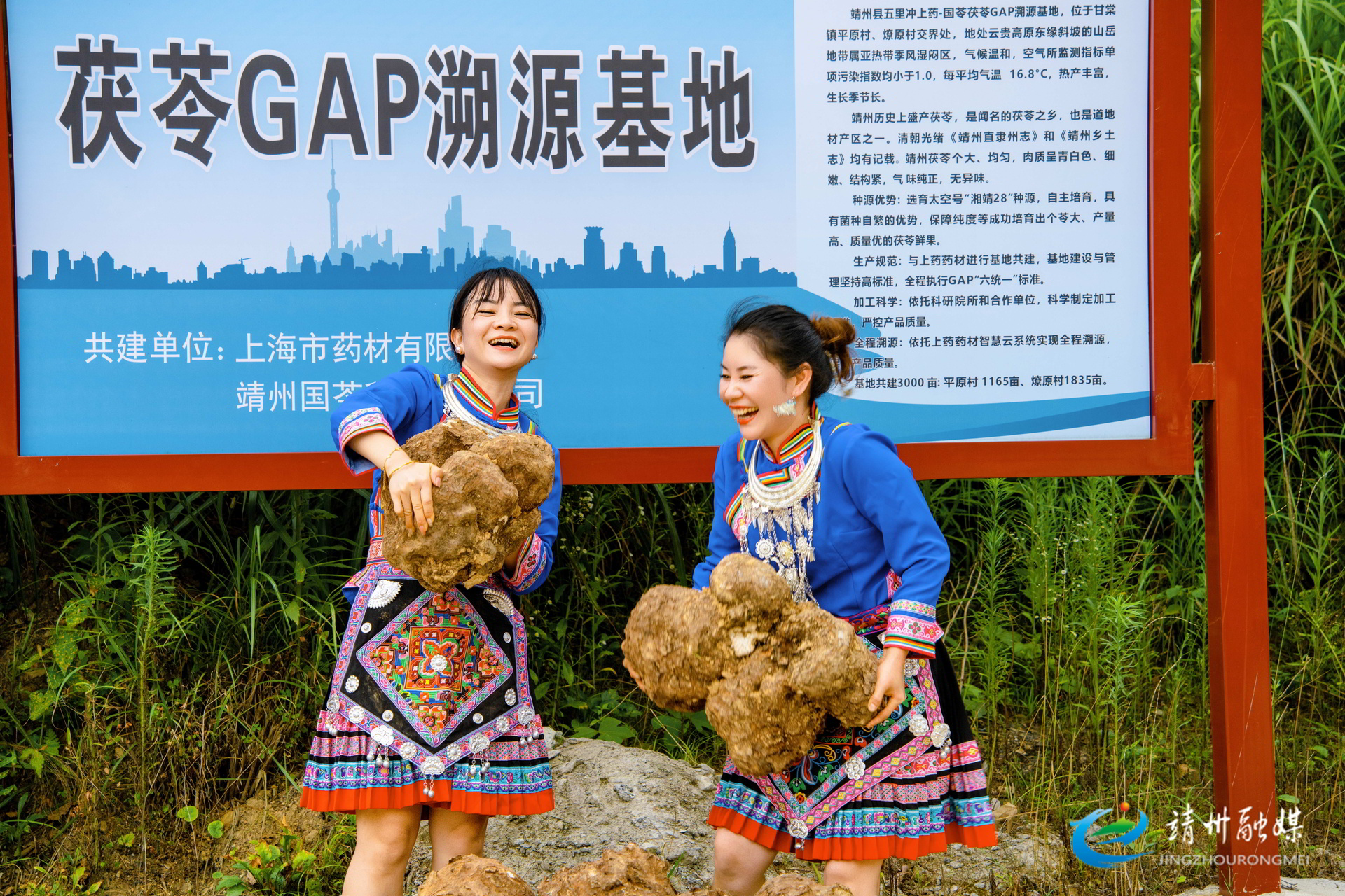 【打造新时代农业产业化“靖州现象”】靖州：茯苓基地首期开挖 助力乡村振兴