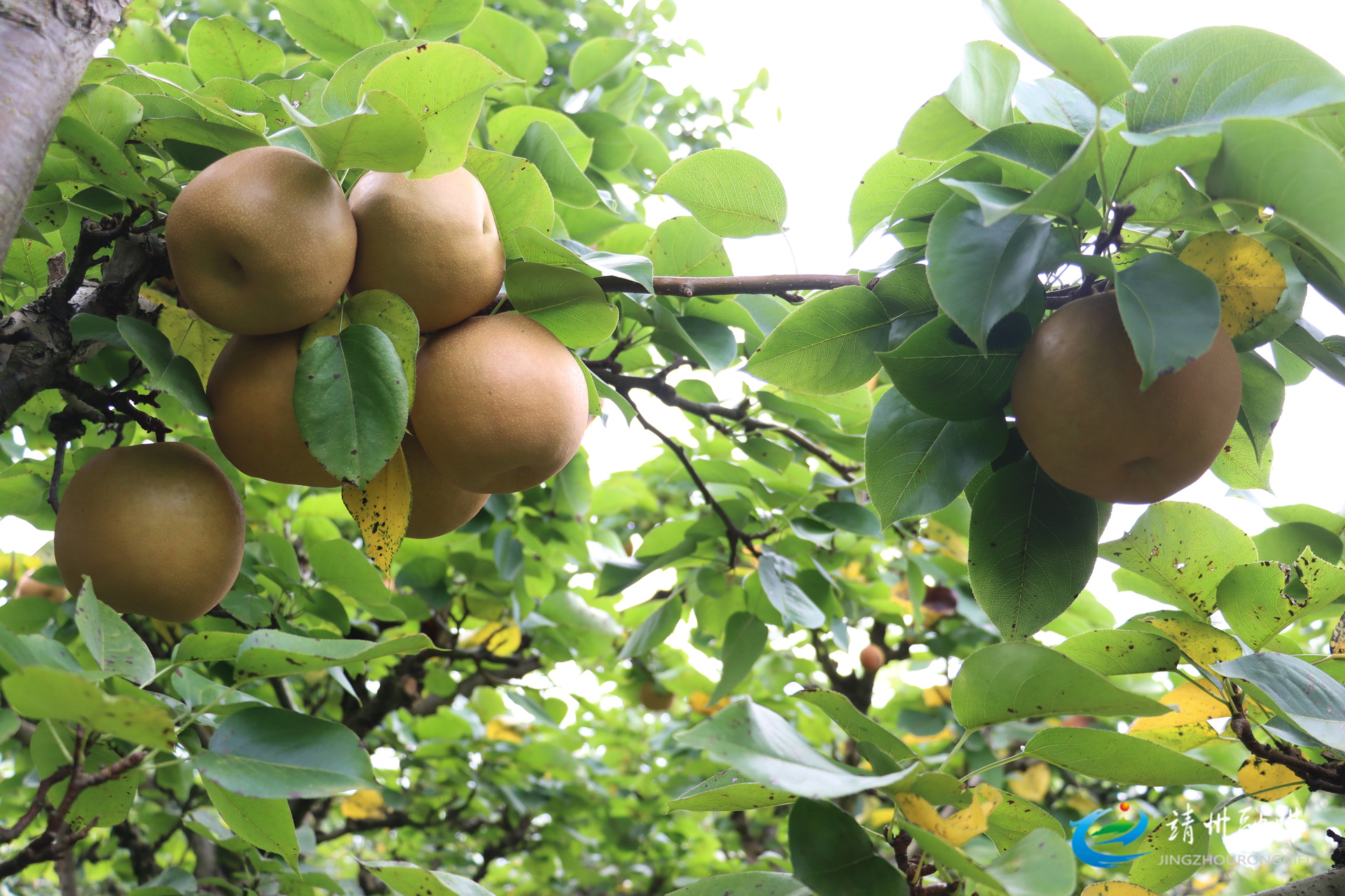 【打造新時(shí)代農(nóng)業(yè)產(chǎn)業(yè)化“靖州現(xiàn)象”】排牙山金秋梨上市 清甜滋味引客來