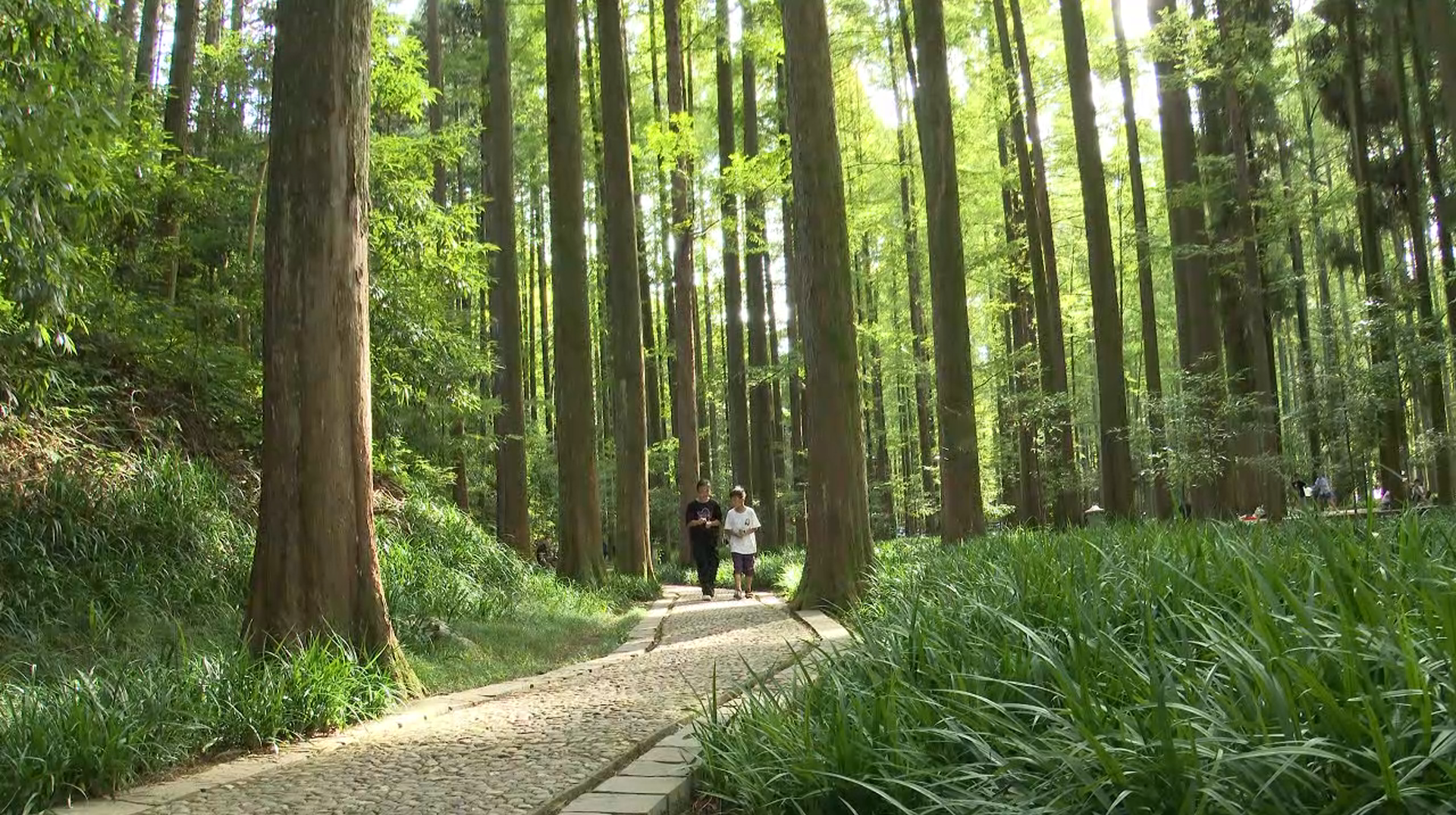 双节邂逅“天然氧吧” 靖州国家森林公园人气旺、服务暖