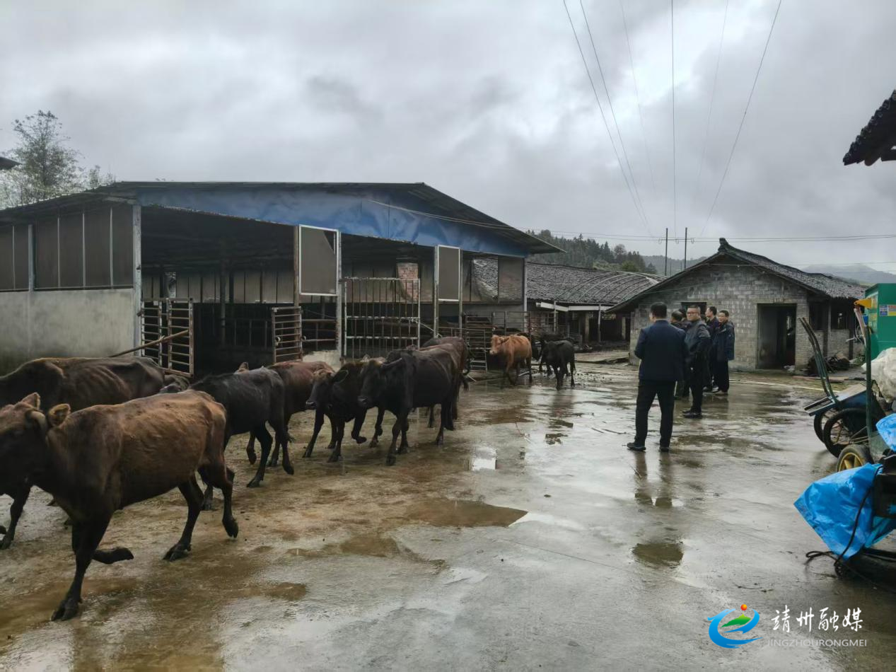 黄雪鸿赴靖州调研畜牧业生产情况