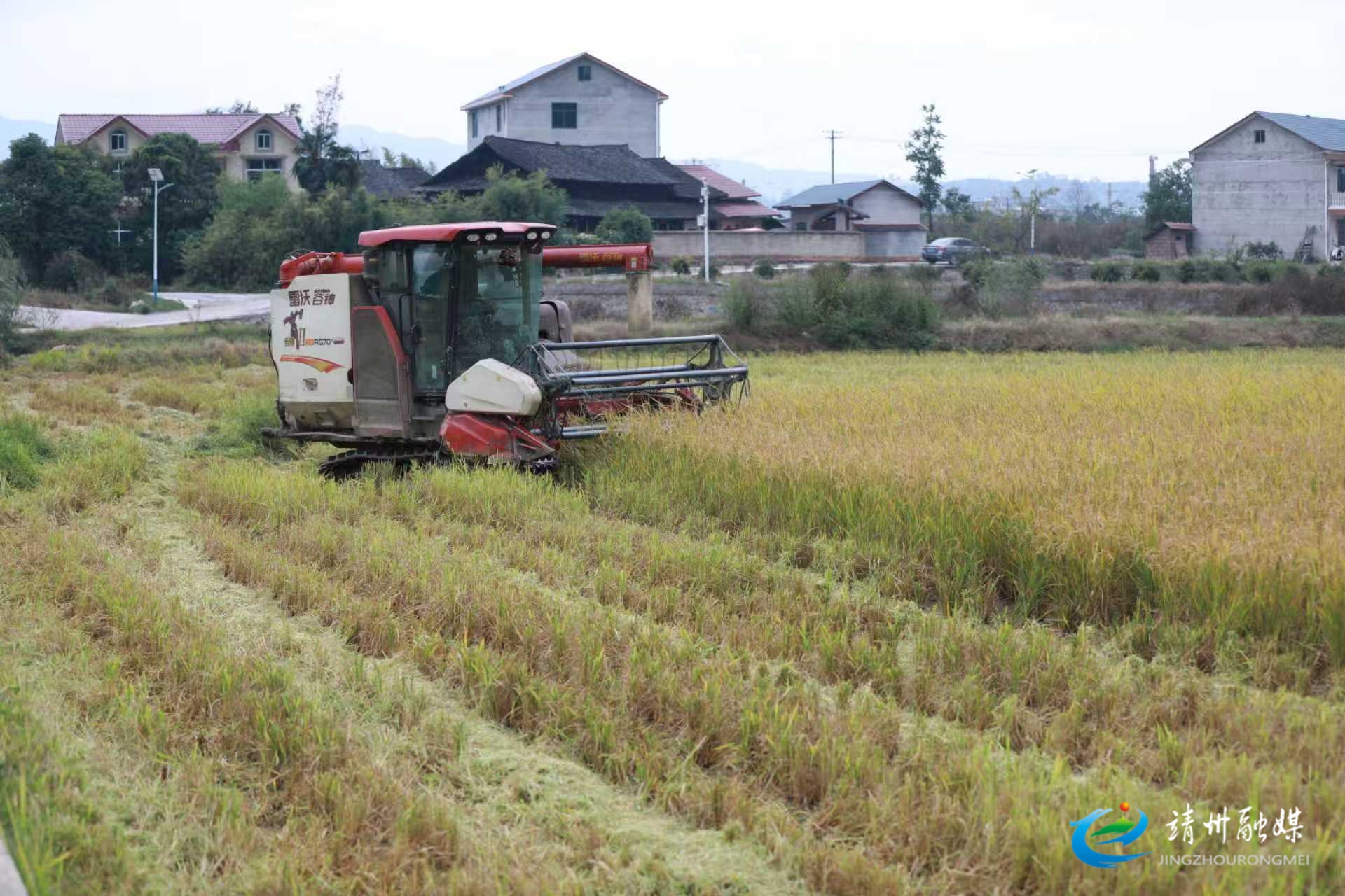 【巩固拓展脱贫攻坚成果 推进乡村振兴】靖州：多元轮作让土地“不闲田” 稻麦接力拓宽增收路