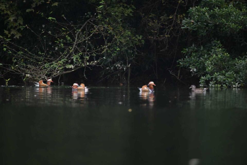 靖州：五龙潭国家湿地公园惊现“爱情鸟” 数十对鸳鸯栖息越冬彰显生态之变