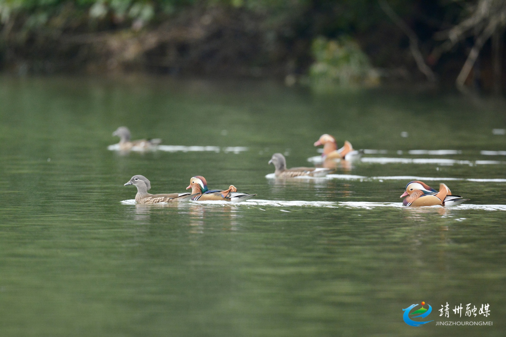 靖州五龙潭国家湿地公园迎四十余对鸳鸯越冬 生态保护显成效