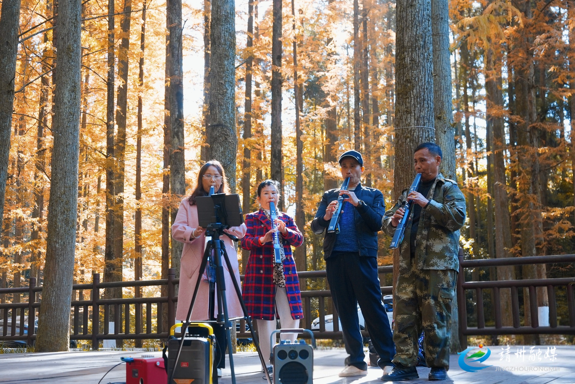 靖州：千亩水杉染冬色 金色林海醉游人