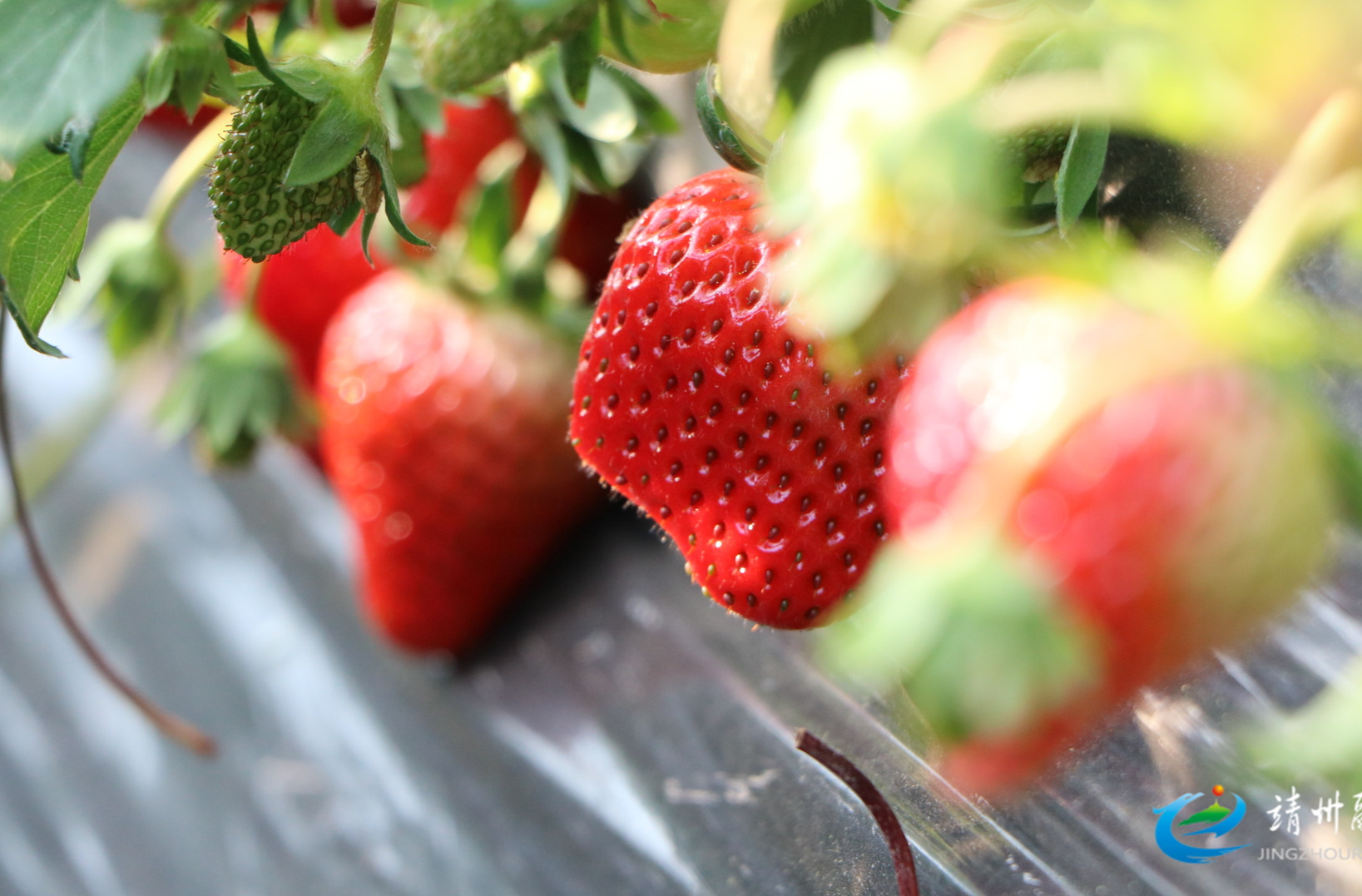 【打造新时代农业产业化“靖州现象”】靖州草莓集中上市 采摘尝鲜正当时