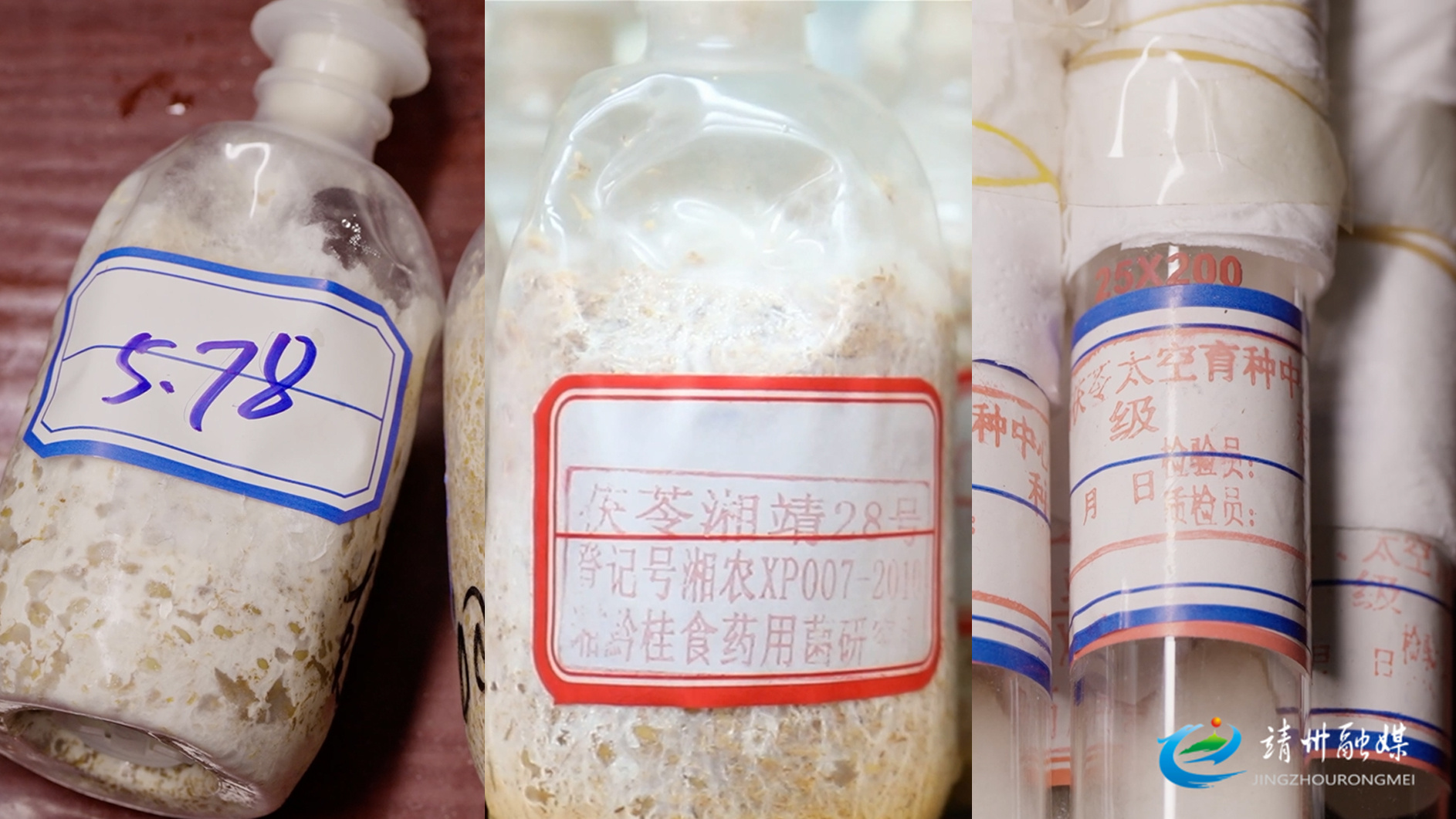 “湖南靖州茯苓栽培系统”入选第八批中国重要农业文化遗产候选项目名单