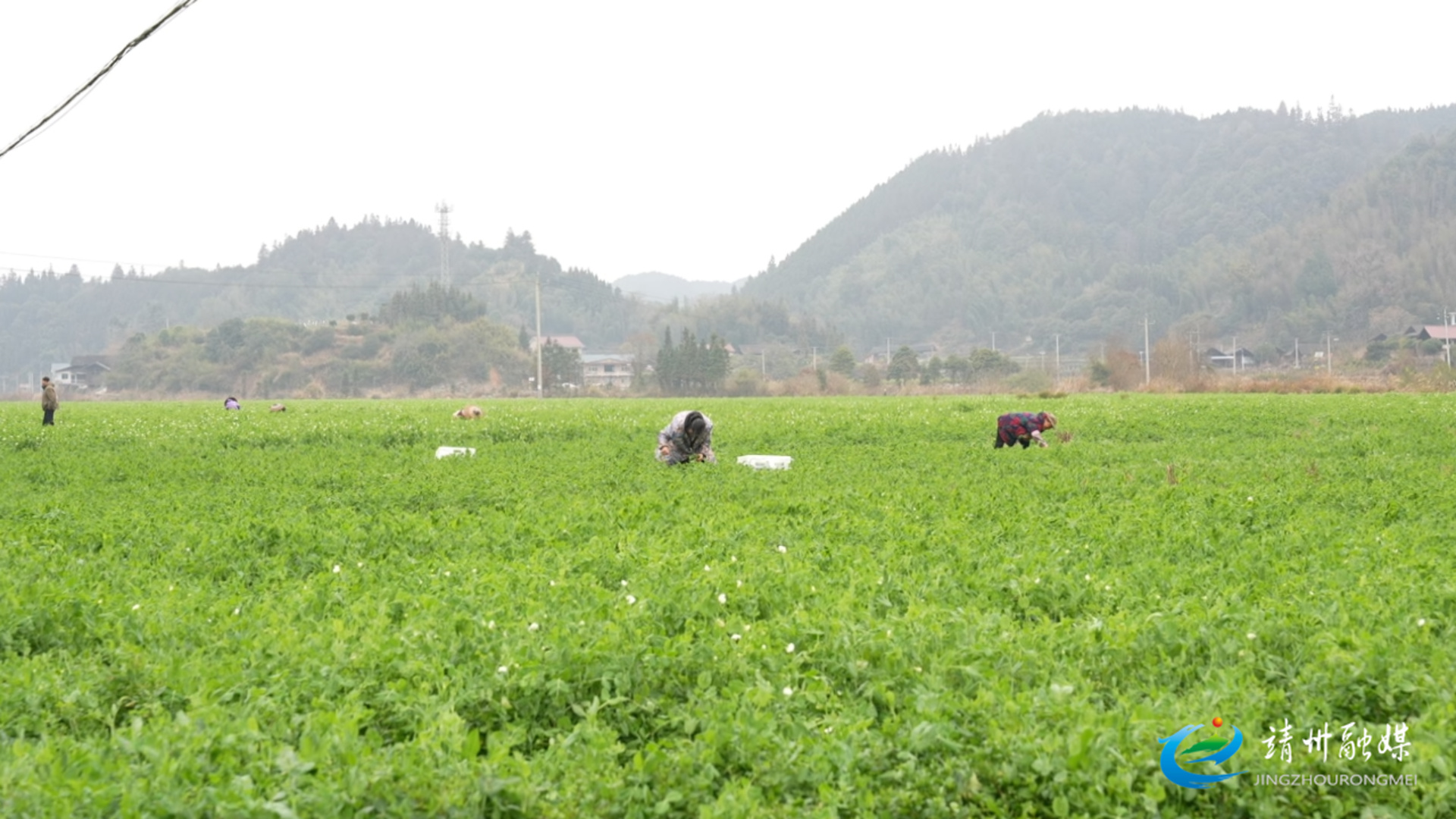 靖州：农技人员上门送“良方” 护航农作物安全越冬