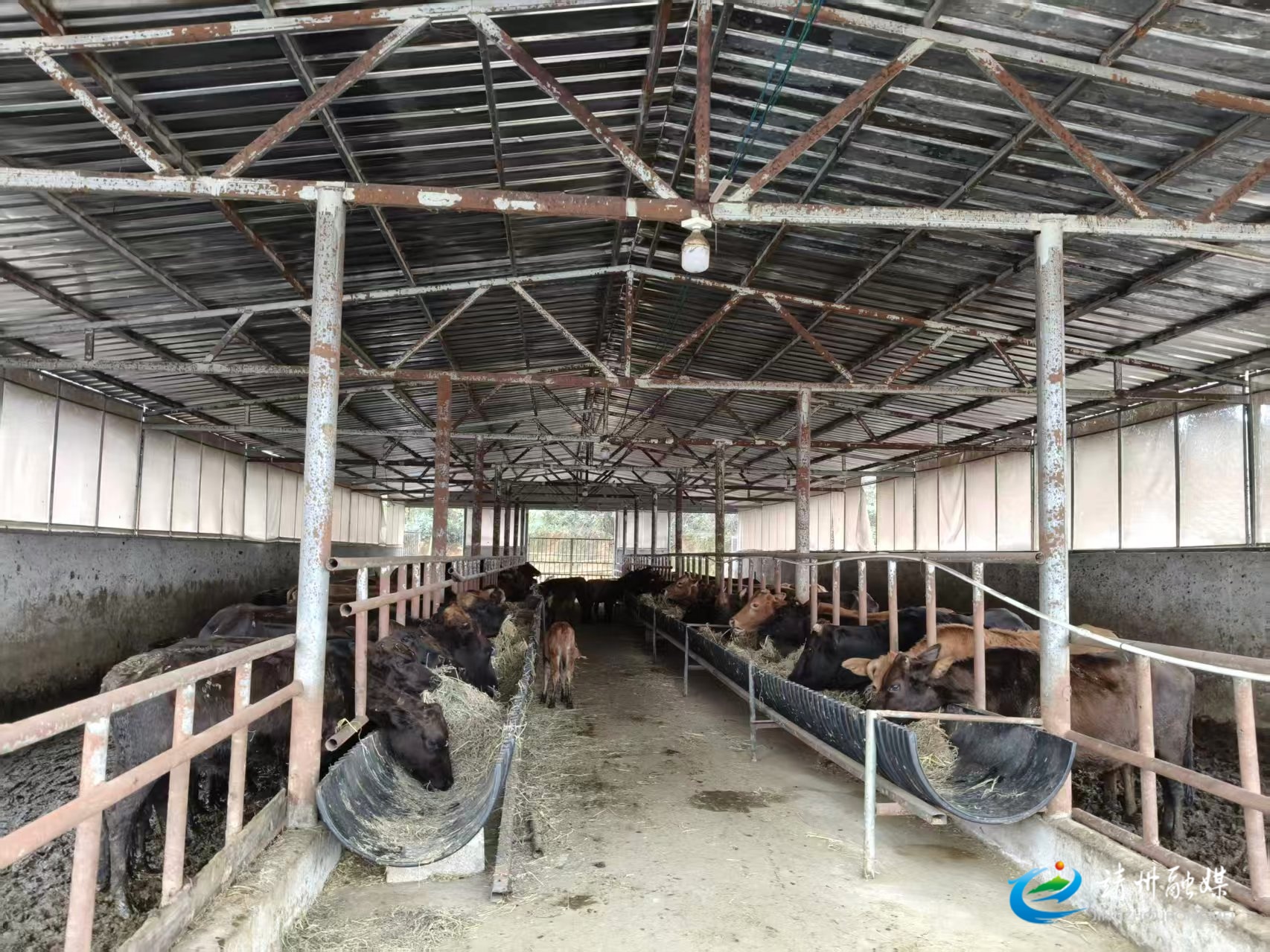 靖州畜牧水产事务中心：科技服务精准对接 助企纾困力促发展