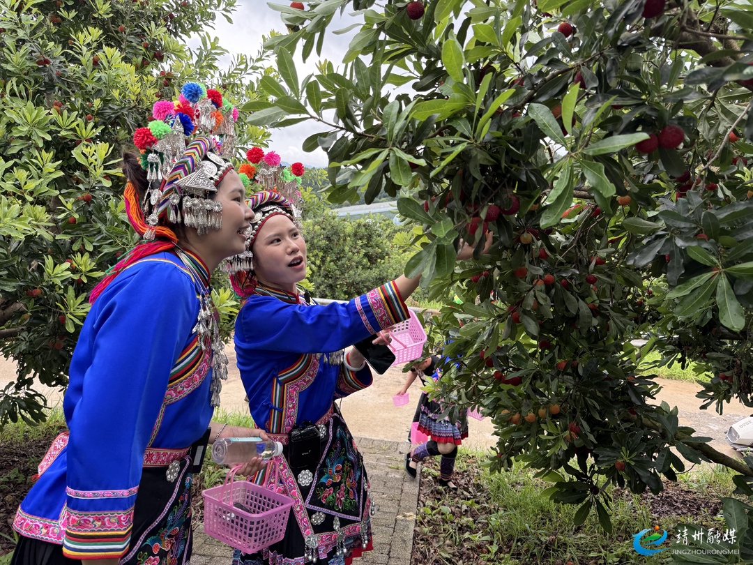 【第十四届靖州杨梅节】2026年第十四届靖州杨梅节采摘活动火热开启