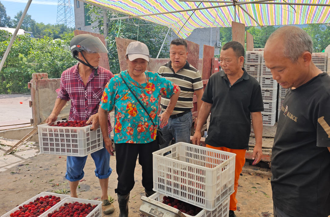 【第十四届靖州杨梅节】好果有好价 靖州精准兜底守护梅农“致富果”