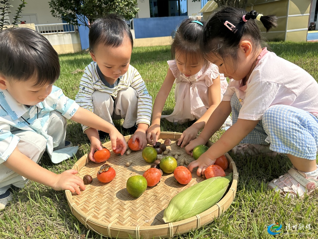 县二幼：晒秋乐丰收 童趣满枝头